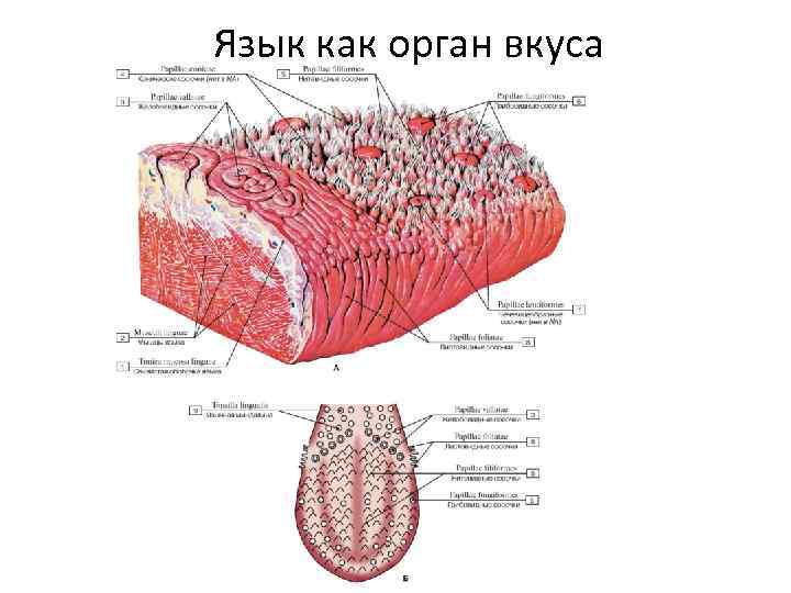 Зона языка отмеченная на рисунке