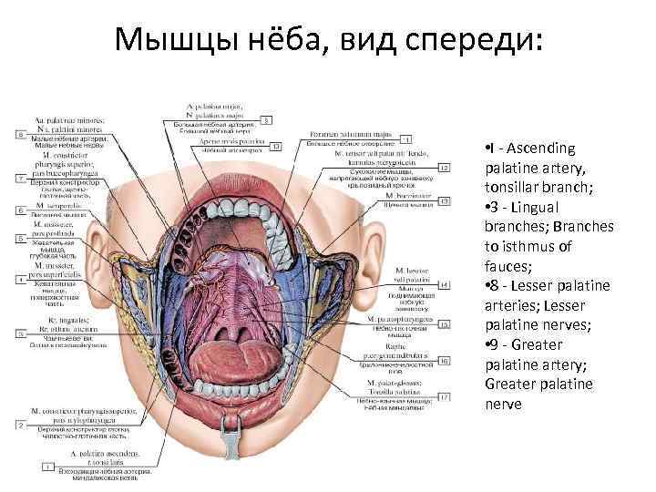 Мышцы нёба, вид спереди: • I - Ascending palatine artery, tonsillar branch; • 3