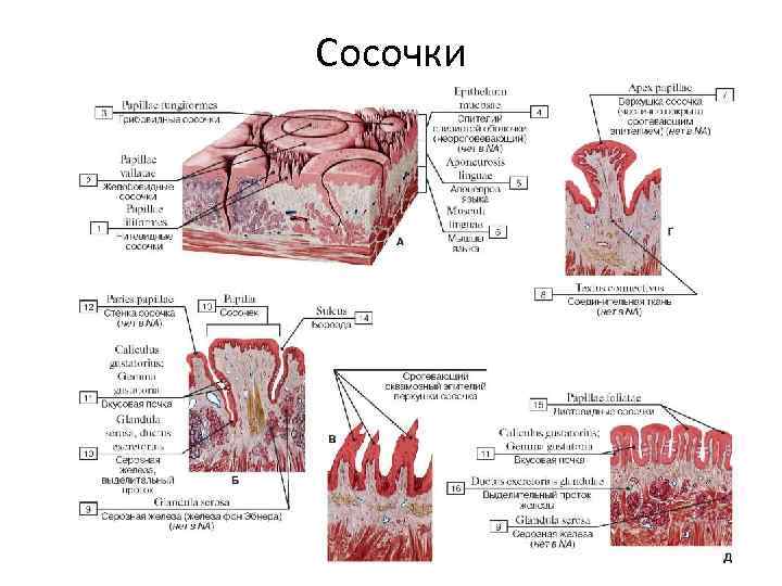 Сосочки 