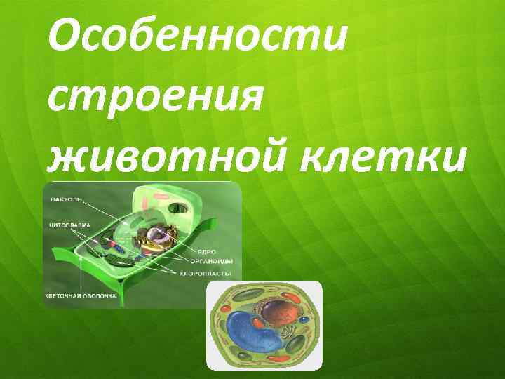 Особенности строения животной клетки 