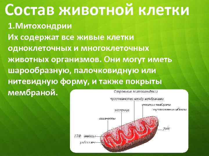 Состав животной клетки 1. Митохондрии Их содержат все живые клетки одноклеточных и многоклеточных животных