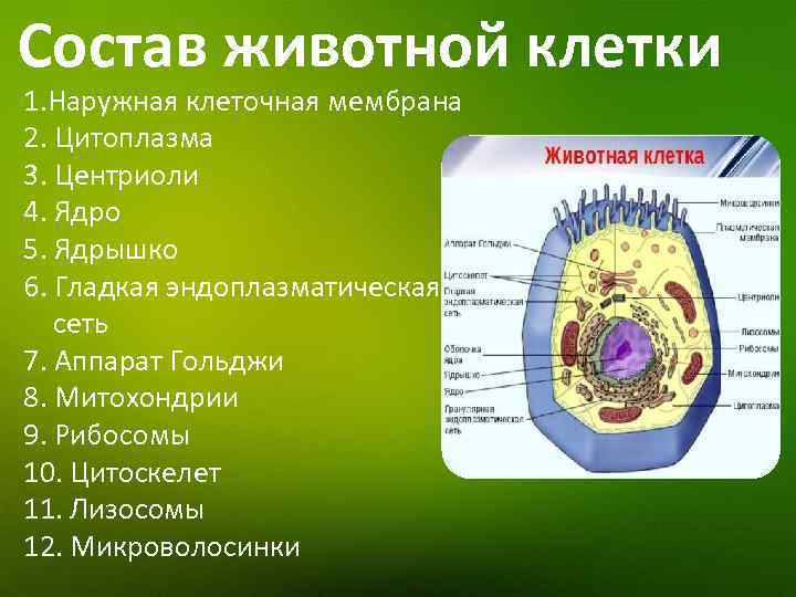 Состав животной клетки 1. Наружная клеточная мембрана 2. Цитоплазма 3. Центриоли 4. Ядро 5.