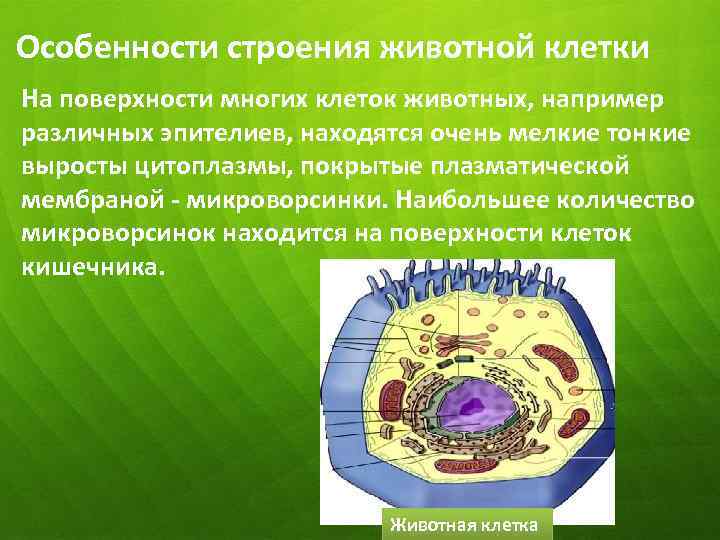 Особенности строения животной клетки На поверхности многих клеток животных, например различных эпителиев, находятся очень