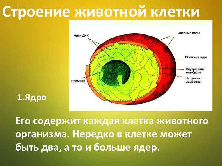 Строение животной клетки 1. Ядро Его содержит каждая клетка животного организма. Нередко в клетке