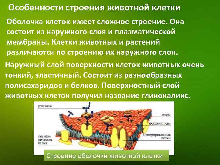 Особенности строения животной клетки Оболочка клеток имеет сложное строение. Она состоит из наружного слоя