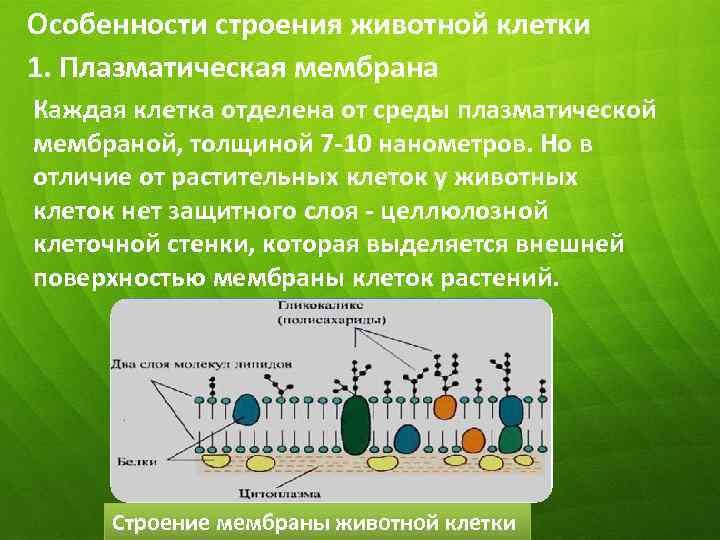 Особенности строения животной клетки 1. Плазматическая мембрана Каждая клетка отделена от среды плазматической мембраной,