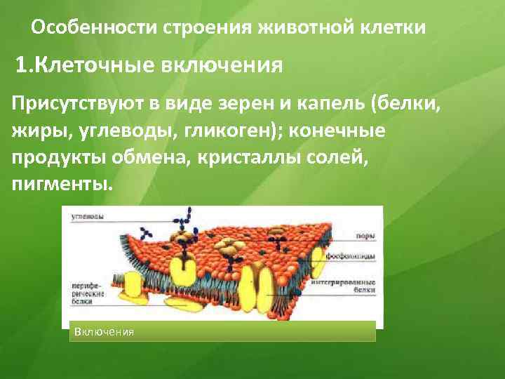 Особенности строения животной клетки 1. Клеточные включения Присутствуют в виде зерен и капель (белки,