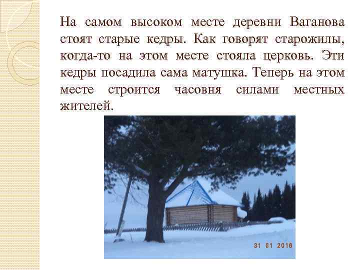 На самом высоком месте деревни Ваганова стоят старые кедры. Как говорят старожилы, когда-то на