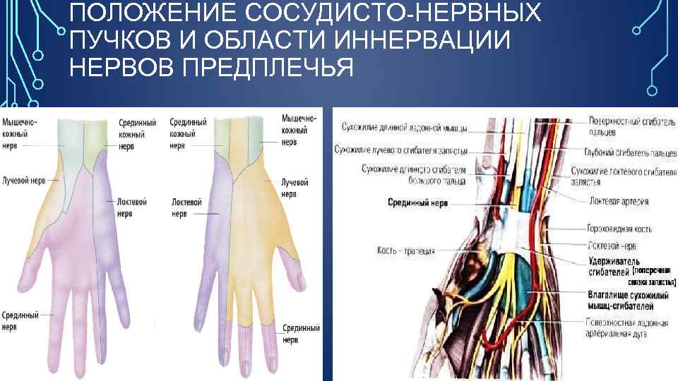 ПОЛОЖЕНИЕ СОСУДИСТО-НЕРВНЫХ ПУЧКОВ И ОБЛАСТИ ИННЕРВАЦИИ НЕРВОВ ПРЕДПЛЕЧЬЯ 