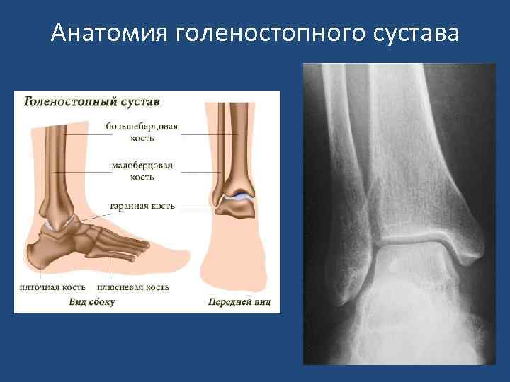 Анатомия голеностопного сустава 