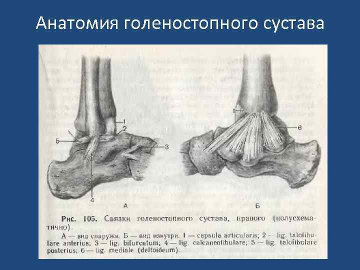 Анатомия голеностопного сустава 