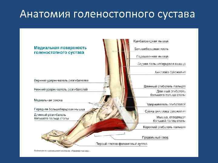 Анатомия голеностопного сустава 