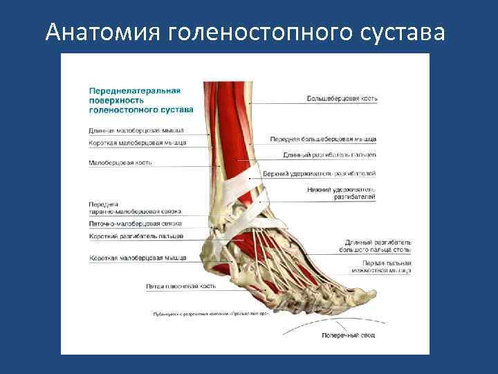 Анатомия голеностопного сустава 