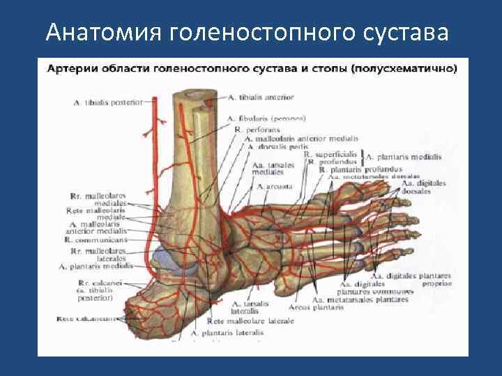 Анатомия голеностопного сустава 