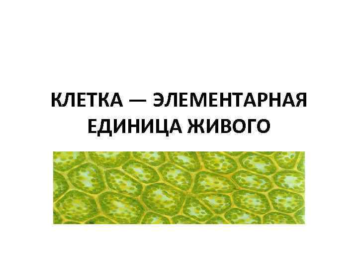 Клетка единица живого презентация