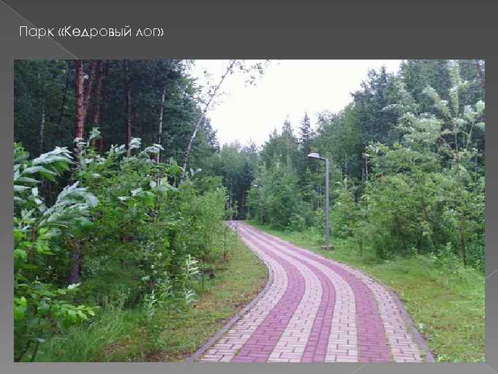 Фото парк кедровый лог