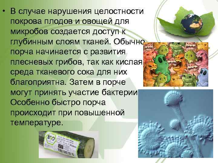 Микробиология продуктов питания презентация