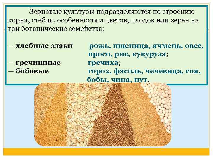 Зерновые культуры подразделяют на. Классификация зерновых. Общая характеристика зерновых культур.