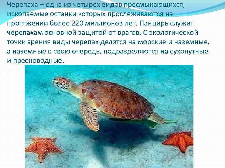 Черепаха – одна из четырёх видов пресмыкающихся, ископаемые останки которых прослеживаются на протяжении более