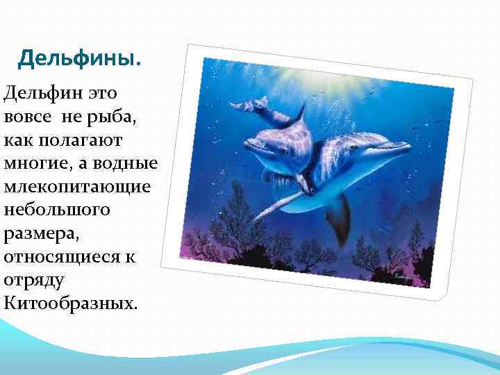 Дельфины. Дельфин это вовсе не рыба, как полагают многие, а водные млекопитающие небольшого размера,