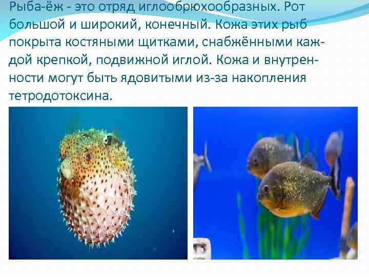 Рыба-ёж - это отряд иглообрюхообразных. Рот большой и широкий, конечный. Кожа этих рыб покрыта