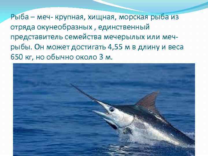 Рыба – меч- крупная, хищная, морская рыба из отряда окунеобразных , единственный представитель семейства