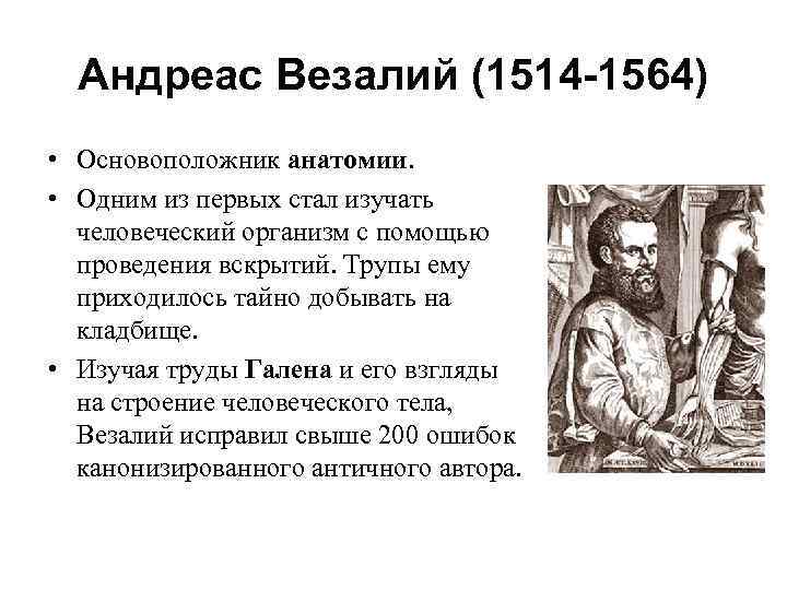 Андреас Везалий (1514 -1564) • Основоположник анатомии. • Одним из первых стал изучать человеческий