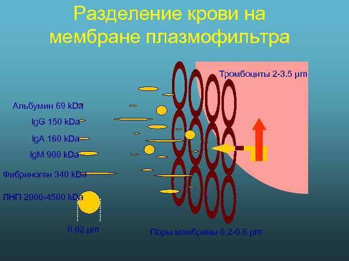 Разделение крови на мембране плазмофильтра Тромбоциты 2 -3. 5 µm Альбумин 69 k. Da