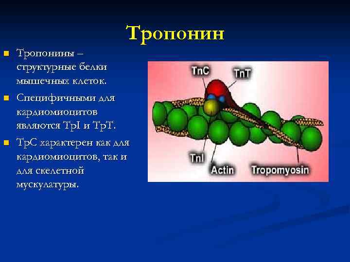 Тропонин n n n Тропонины – структурные белки мышечных клеток. Специфичными для кардиомиоцитов являются