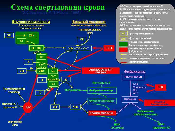 Схема свертывания крови АРС – активированный протеин С ВМК – высокомолекулярный кининоген ф/липиды –