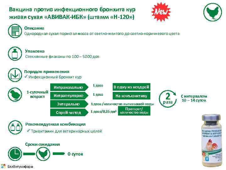 Против инфекции. Вакцина инфекционный бронхит кур 120. Вакцина от инфекционного бронхита кур. Вакцина ИБК инструкция н-120 кур. Вакцина н120 для бройлер.