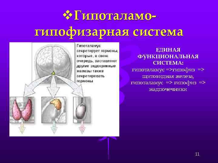 v. Гипоталамогипофизарная система ЕДИНАЯ ФУНКЦИОНАЛЬНАЯ СИСТЕМА: гипоталамус =>гипофиз => щитовидная железа, гипоталамус => гипофиз