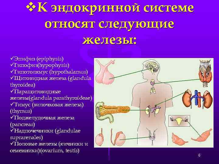 v. К эндокринной системе относят следующие железы: üЭпифиз (epiphysis) üГипофиз(hypophysis) üГипотолямус (hypothalamus) üЩитовидная железа