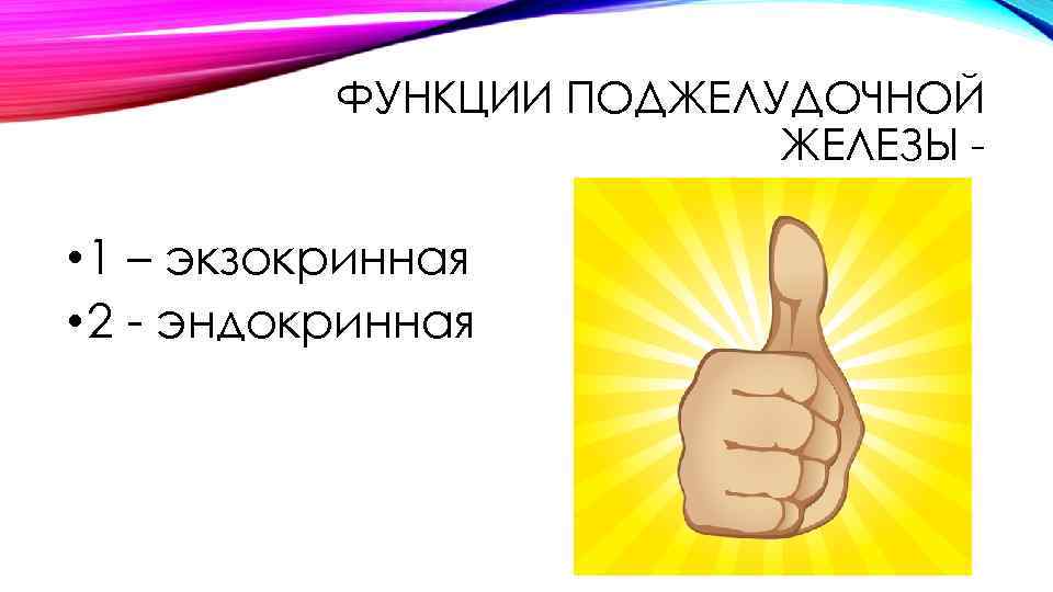 ФУНКЦИИ ПОДЖЕЛУДОЧНОЙ ЖЕЛЕЗЫ • 1 – экзокринная • 2 эндокринная 