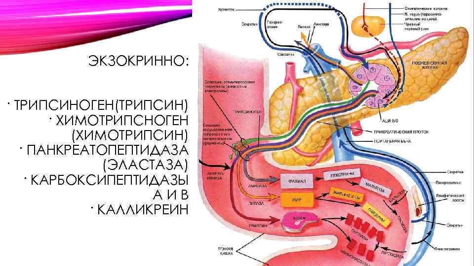 ЭКЗОКРИННО: · ТРИПСИНОГЕН(ТРИПСИН) · ХИМОТРИПСНОГЕН (ХИМОТРИПСИН) · ПАНКРЕАТОПЕПТИДАЗА (ЭЛАСТАЗА) · КАРБОКСИПЕПТИДАЗЫ АИВ · КАЛЛИКРЕИН