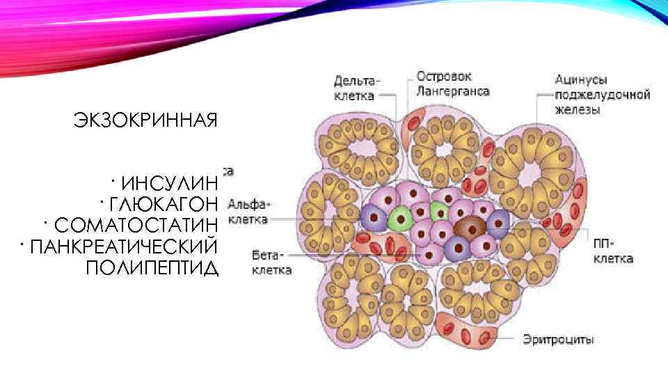 Поджелудочная железа гистология рисунок