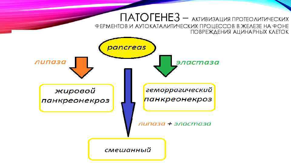 ПАТОГЕНЕЗ – АКТИВИЗАЦИЯ ПРОТЕОЛИТИЧЕСКИХ ФЕРМЕНТОВ И АУТОКАТАЛИТИЧЕСКИХ ПРОЦЕССОВ В ЖЕЛЕЗЕ НА ФОНЕ ПОВРЕЖДЕНИЯ АЦИНАРНЫХ
