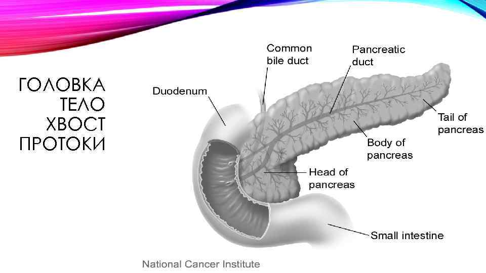 ГОЛОВКА ТЕЛО ХВОСТ ПРОТОКИ 