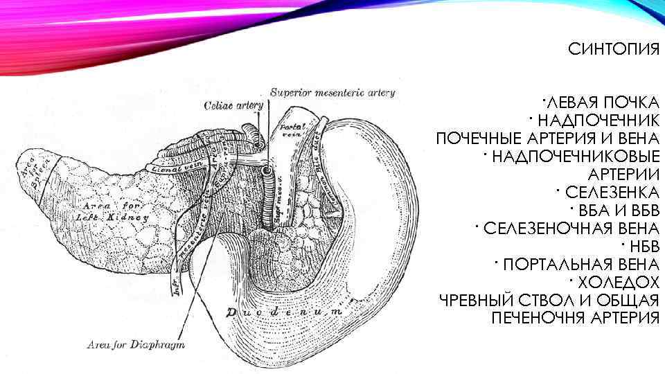 Синтопия печени схема