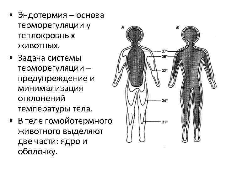  • Эндотермия – основа терморегуляции у теплокровных животных. • Задача системы терморегуляции –