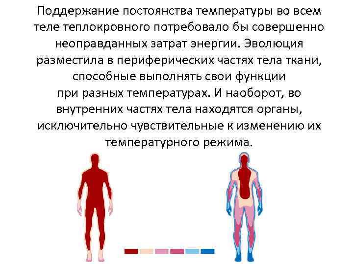 Особенности температуры тела человека. Механизмы поддержания нормальной температуры тела. Поддержание постоянной температуры тела. Регуляция температуры тела человека.
