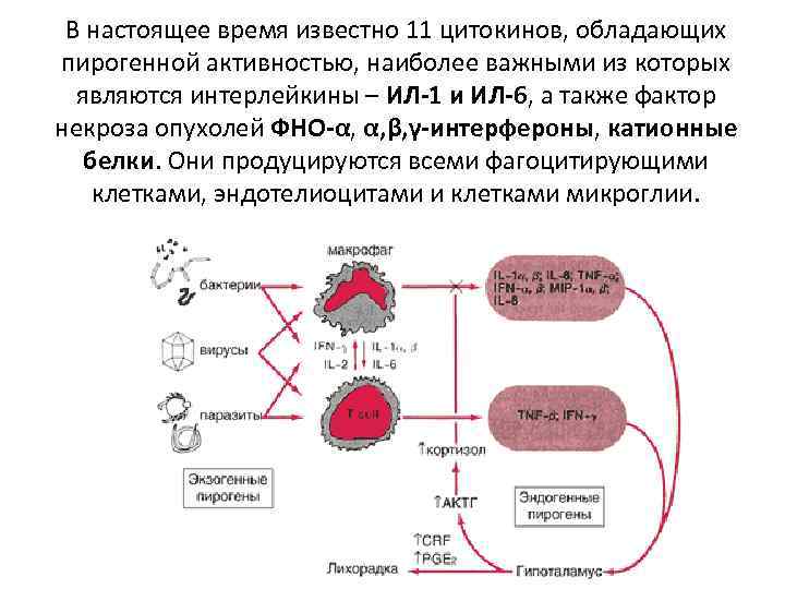 В настоящее время известно 11 цитокинов, обладающих пирогенной активностью, наиболее важными из которых являются