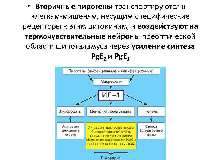  • Вторичные пирогены транспортируются к клеткам-мишеням, несущим специфические рецепторы к этим цитокинам, и