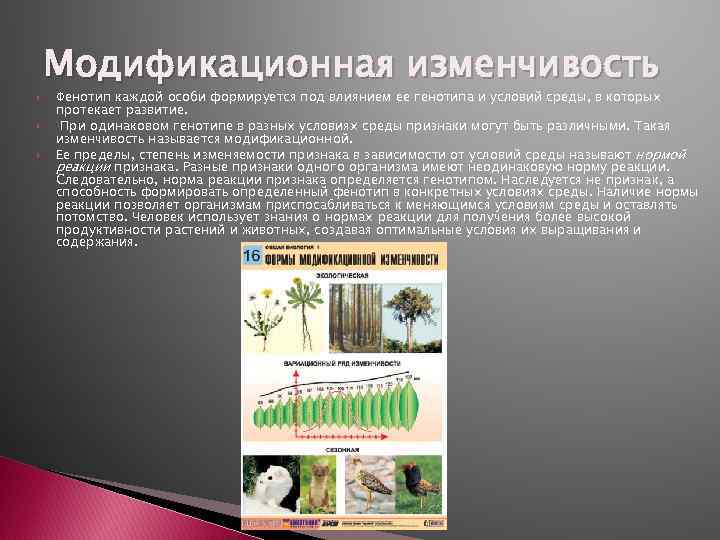  Модификационная изменчивость Фенотип каждой особи формируется под влиянием ее генотипа и условий среды,