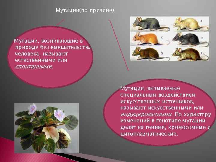 Мутации(по причине) Мутации, возникающие в природе без вмешательства человека, называют естественными или спонтанными. Мутации,