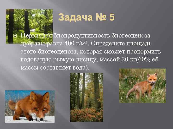 Задача № 5 Первичная биопродуктивность биогеоценоза дубравы равна 400 г/м 2. Определите площадь этого