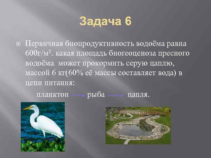 Задача 6 Первичная биопродуктивность водоёма равна 600 г/м 2. какая площадь биогеоценоза пресного водоёма
