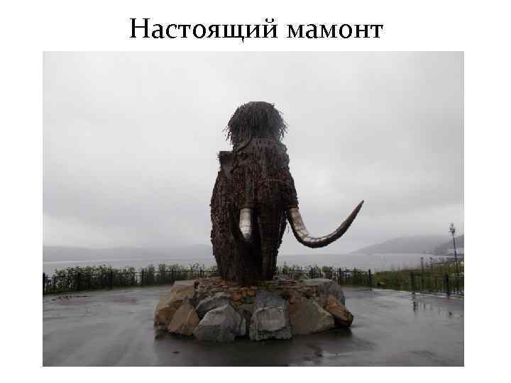 Настоящий мамонт 