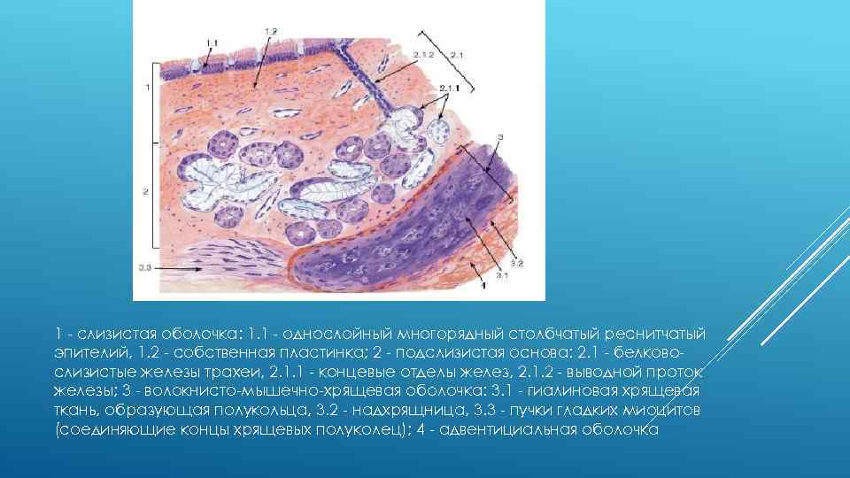 Реснитчатый эпителий органы