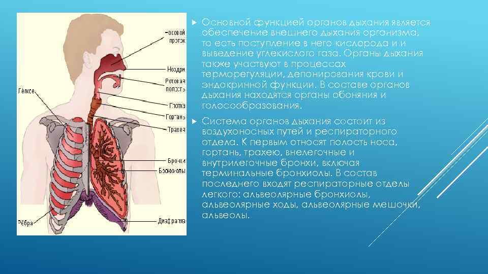 При дыхании организм человека получает энергию. Органы участвующие в дыхании. Органы внешнего дыхания. Дыхательная система участвует в. Функции органов внешнего дыхания.